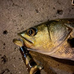 三か月ぶりのシーバス