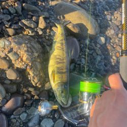 鮭釣り！