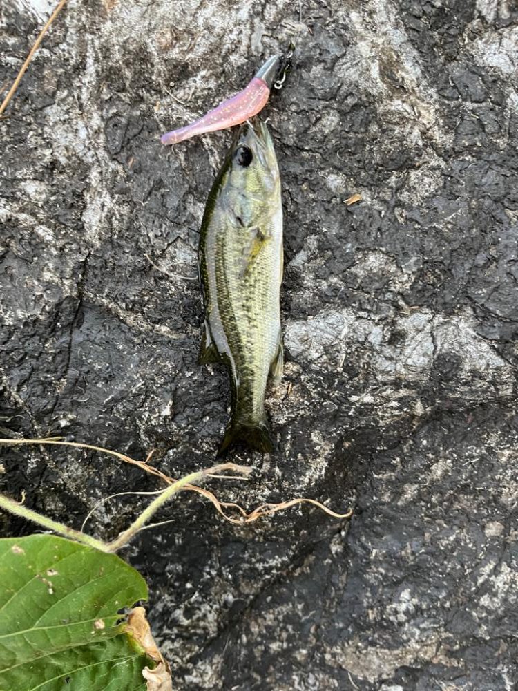 琵琶湖の小バス