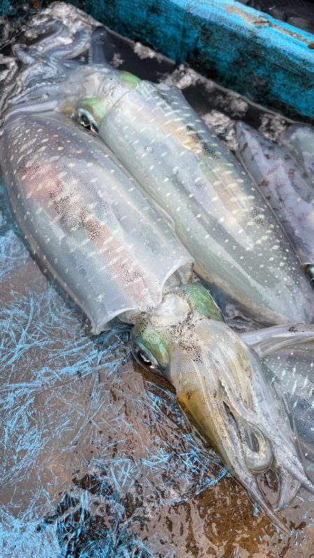 だいぶ型大きくなってます