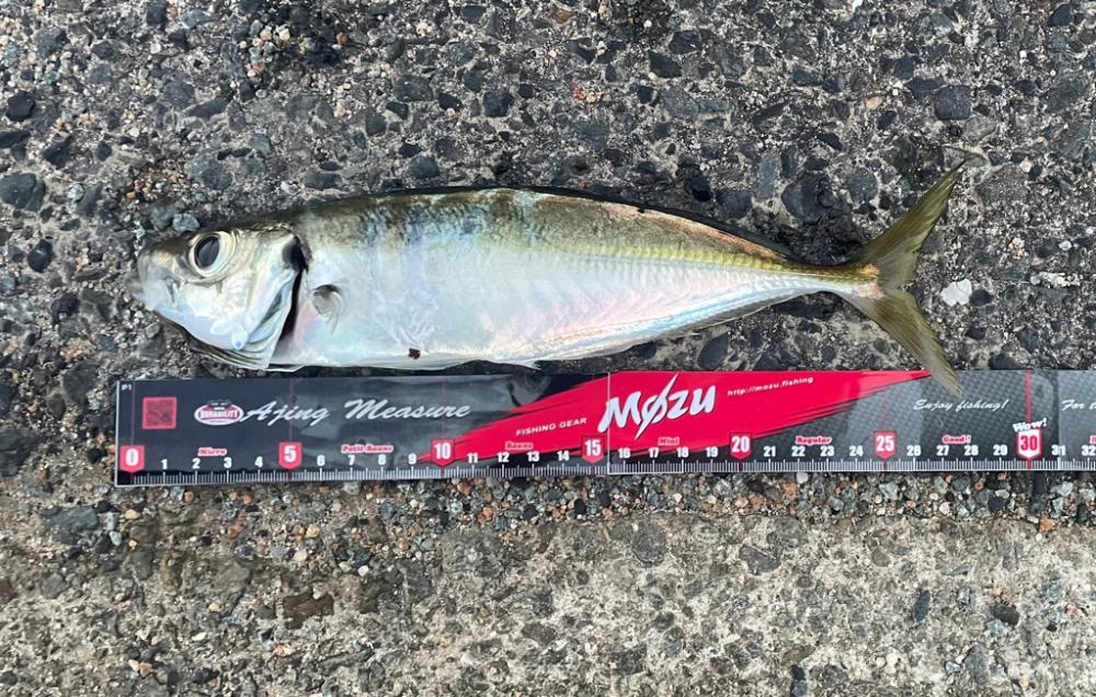 久しぶりにアジング