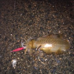 エギング今期3回戦!