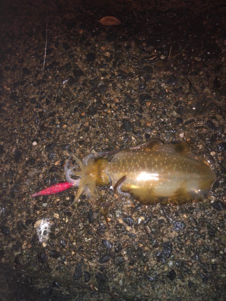 エギング今期3回戦!