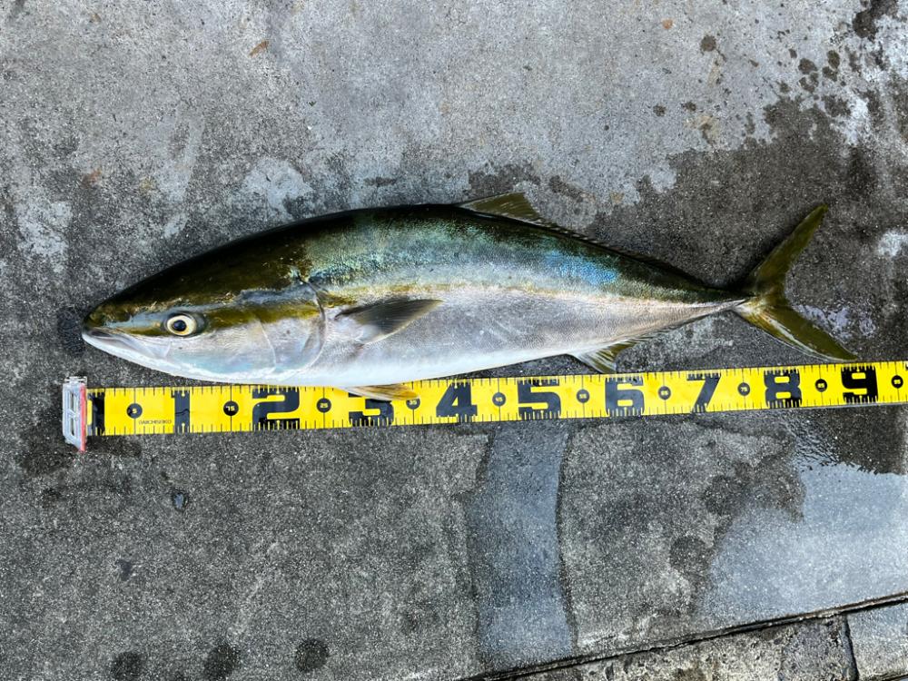 ビッグバッカーでブリ!