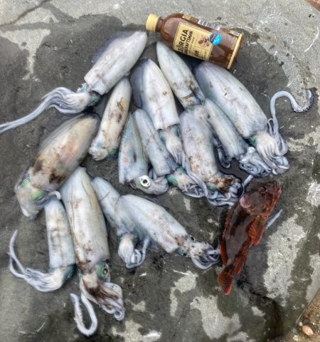 雨が降ってくるまでイカ