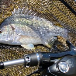 夏チニング 　終盤