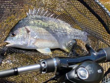 夏チニング 　終盤