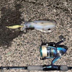 荒天のナイトエギング