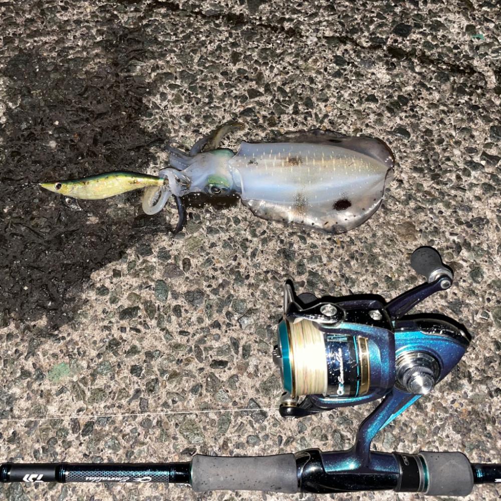 荒天のナイトエギング