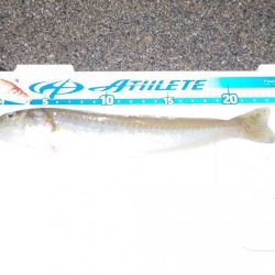 涼しくなったので？笑キス釣りに