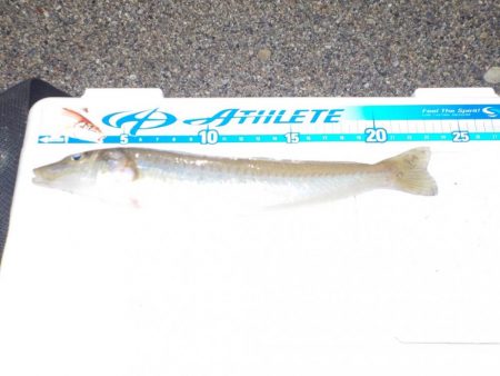 涼しくなったので？笑キス釣りに