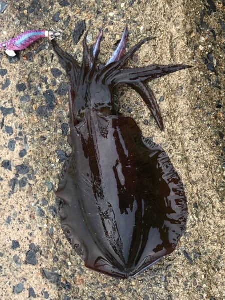 ランガン楽し♪