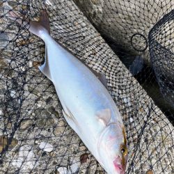 念願のまゆゲット♡