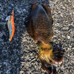出張ついでに久しぶりのアオリイカ釣行