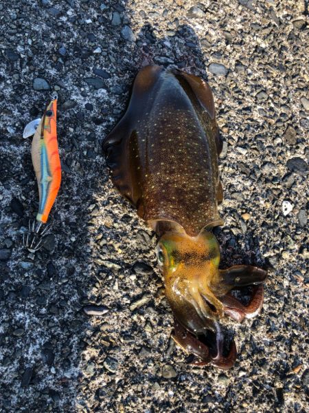出張ついでに久しぶりのアオリイカ釣行