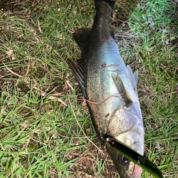 ブローウィン125ジャーク