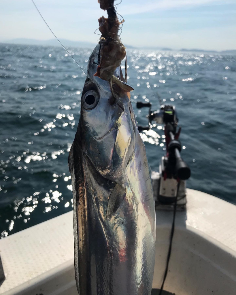 洲本沖のタチウオ