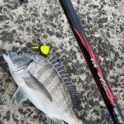 近場でチヌ釣り