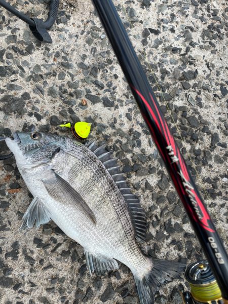 近場でチヌ釣り