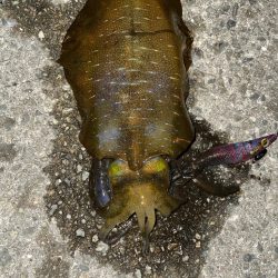 仕事終わりエギング3