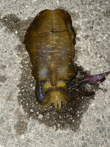 仕事終わりエギング3