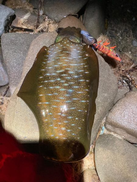 和歌山秋イカ好調！！