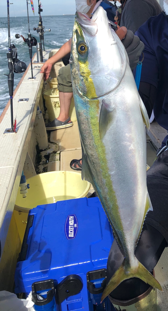 秋の青物は気まぐれでした…