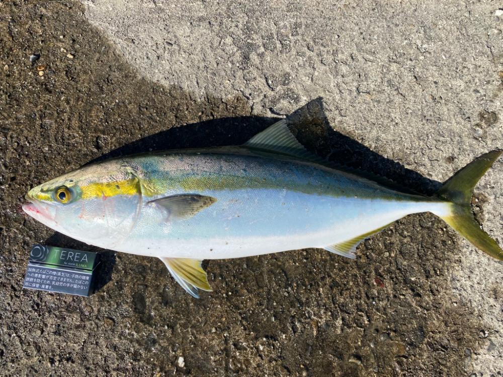 NEWロッド鱗付け