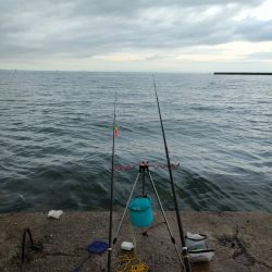 深日白灯台で飲ませにアイブリ30cm、シオ35cm