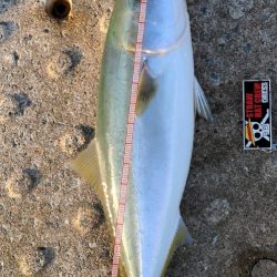 今期二本目青物！