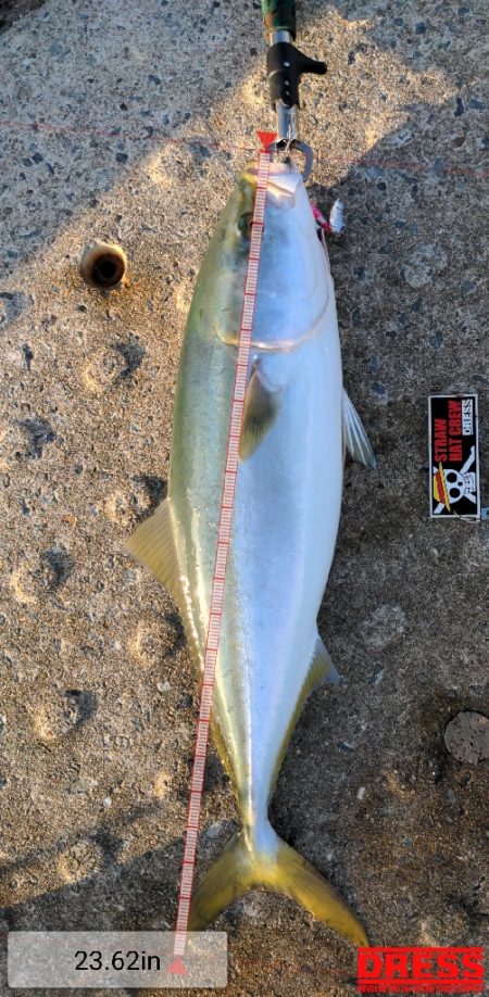 今期二本目青物！