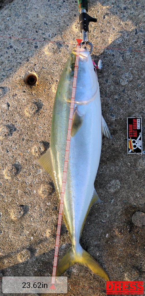 今期二本目青物!