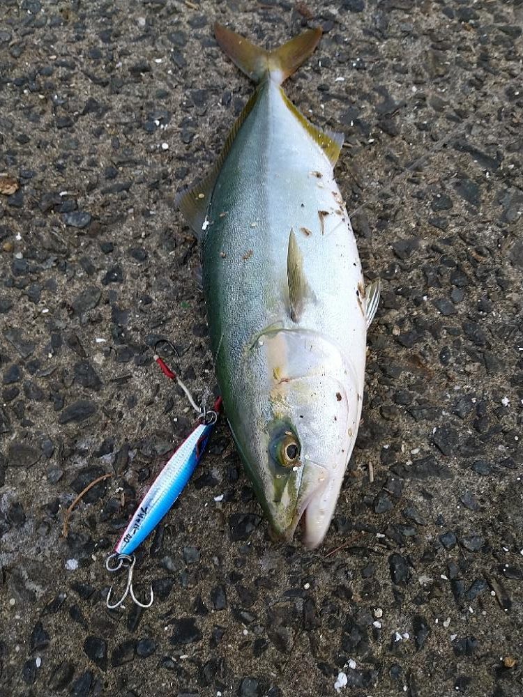 武庫川1文字でショアジギング