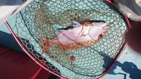 鯛ラバ・ジギング