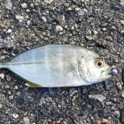 アジ探し@古座川周辺