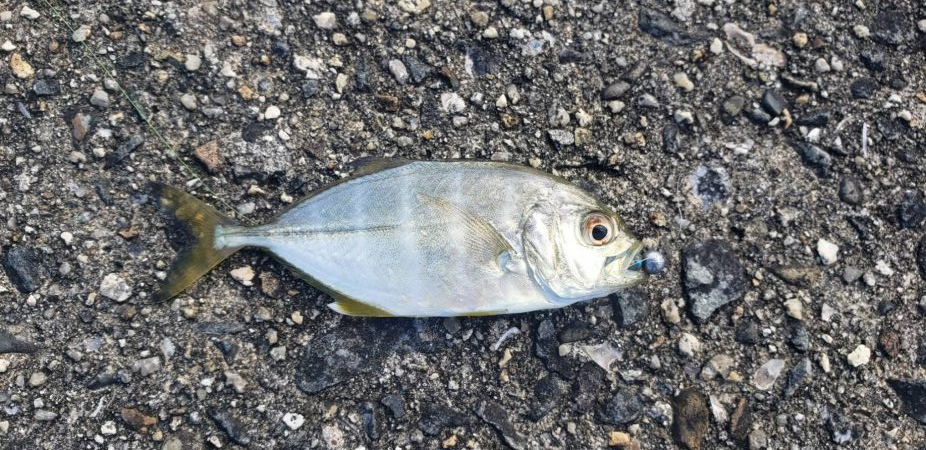 アジ探し@古座川周辺