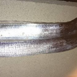 青物リベンジ失敗…仕方なく太刀魚。