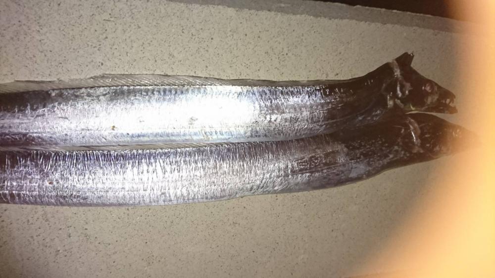 青物リベンジ失敗…仕方なく太刀魚。