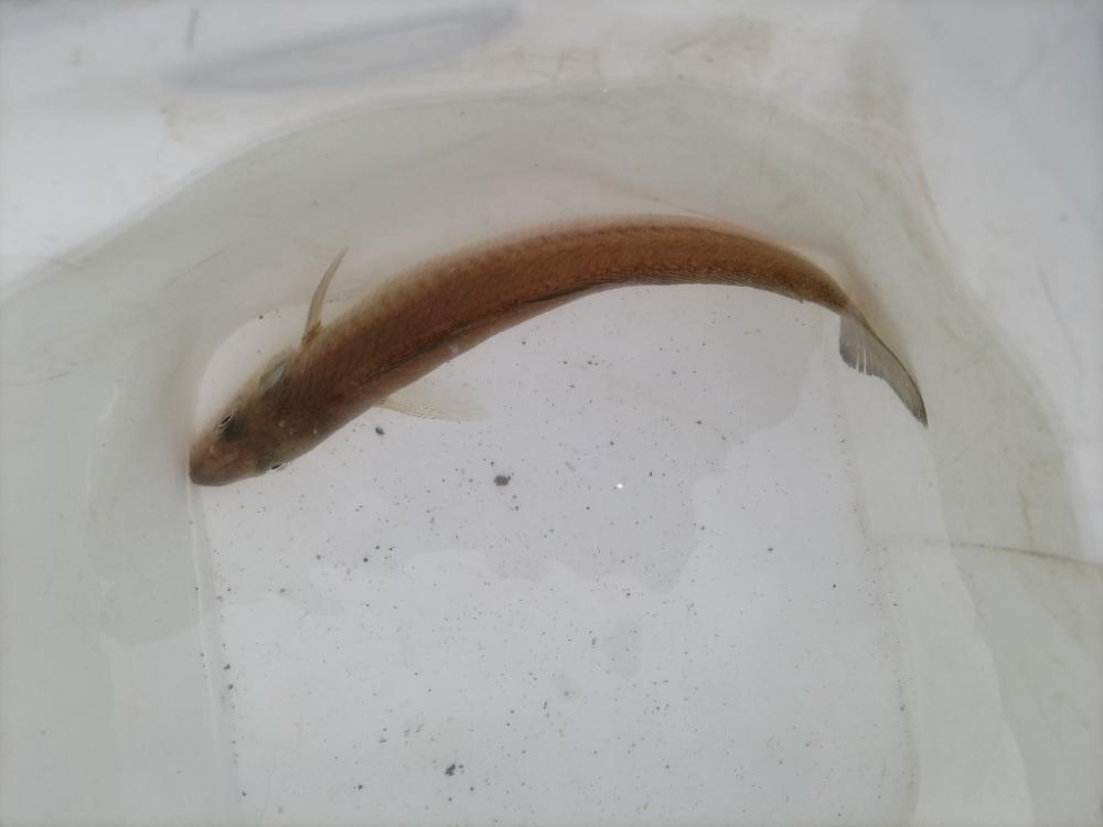 家族で魚種10目釣れました。