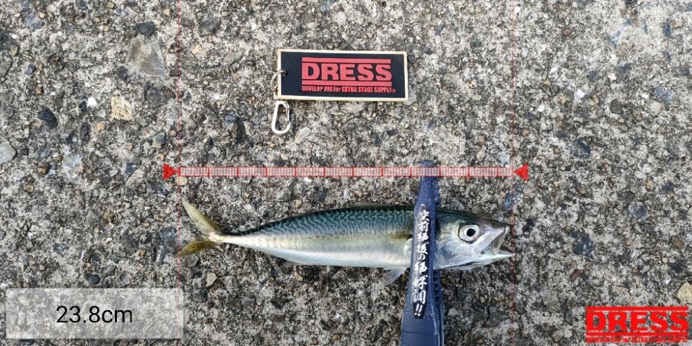 ショアジギング