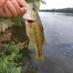 マイフレンドサイズ