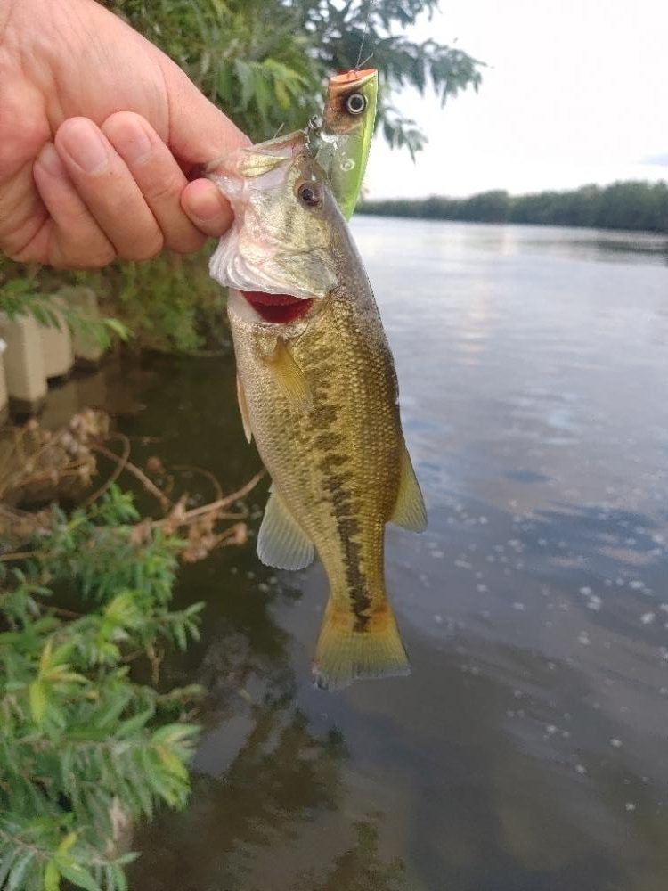 マイフレンドサイズ