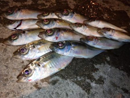 今夜も少しだけ