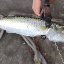 シーバスには相手にされず