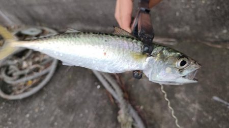 シーバスには相手にされず