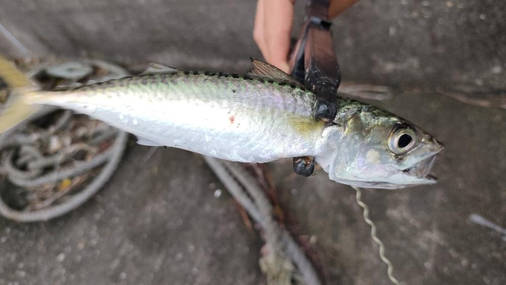 シーバスには相手にされず