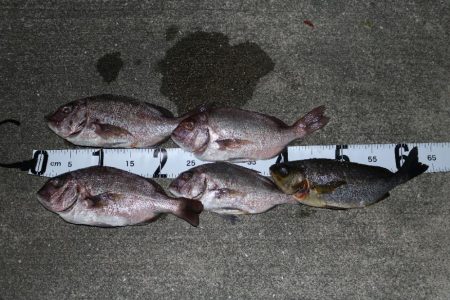 釣堀で小物釣り