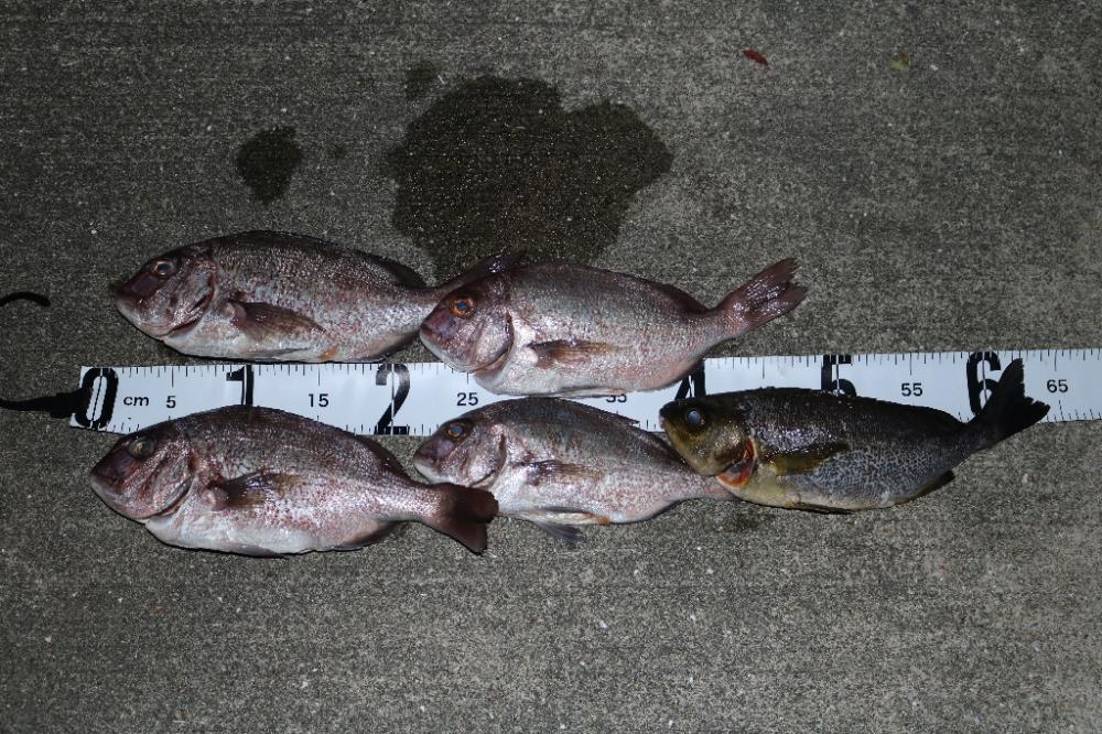 釣堀で小物釣り