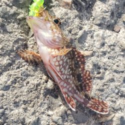 アジ探し@下津周辺