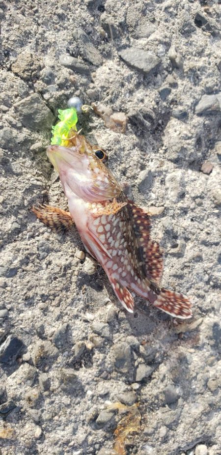 アジ探し@下津周辺